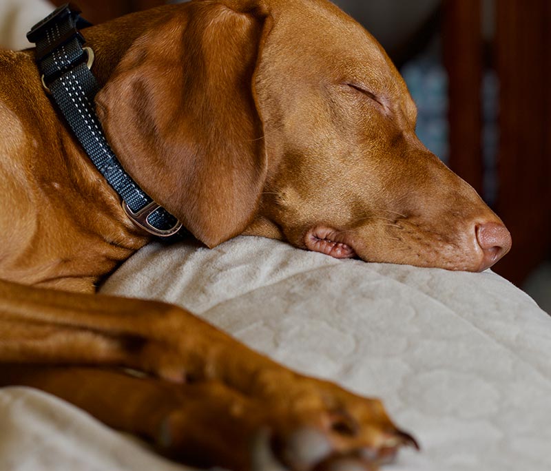 sleeping dog at eureka ca hotel