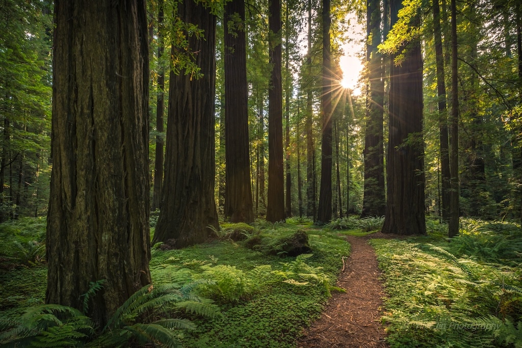 The best Things to Do in Eureka, CA, this year near one of the best hotels in Eureka, photo of the Redwoods