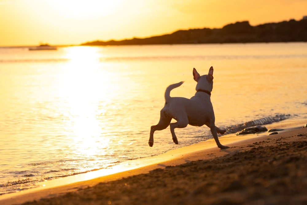 Pet-Friendly Hotels in Eureka, CA 5 hotels in Eureka CA for pet-friendly lodging and the best things to do in Eureka