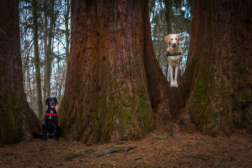 Pet-Friendly Hotels in Eureka, CA 4 hotels in Eureka CA for pet-friendly lodging and the best things to do in Eureka