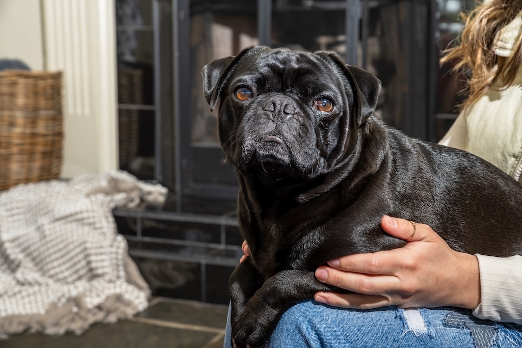 Pet-Friendly Hotels in Eureka, CA 8 pet-friendly hotels in Eureka, CA