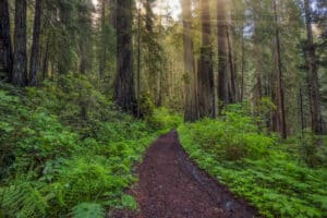 Del Norte Coast Redwoods State Park