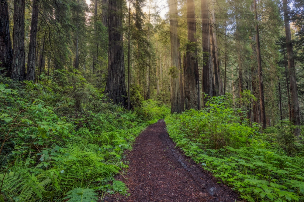 Explore Del Norte Coast Redwoods State Park 1 Del Norte Coast Redwoods State Park
