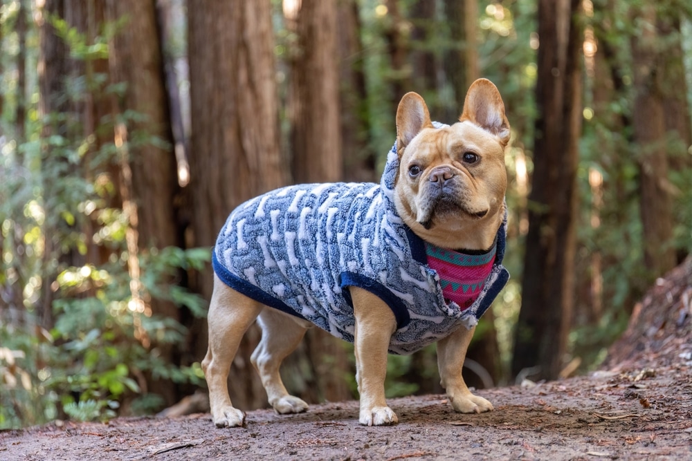 Pet-Friendly Hotels in Eureka, CA 6 Pet-friendly hotels in Eureka