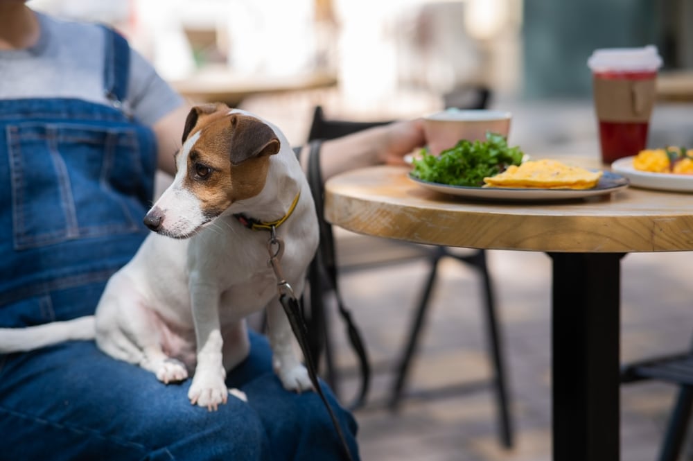 Pet-Friendly Hotels in Eureka, CA 7 the best hotels in Eureka for pet-friendly lodging options and a cute dog outside at a cafe