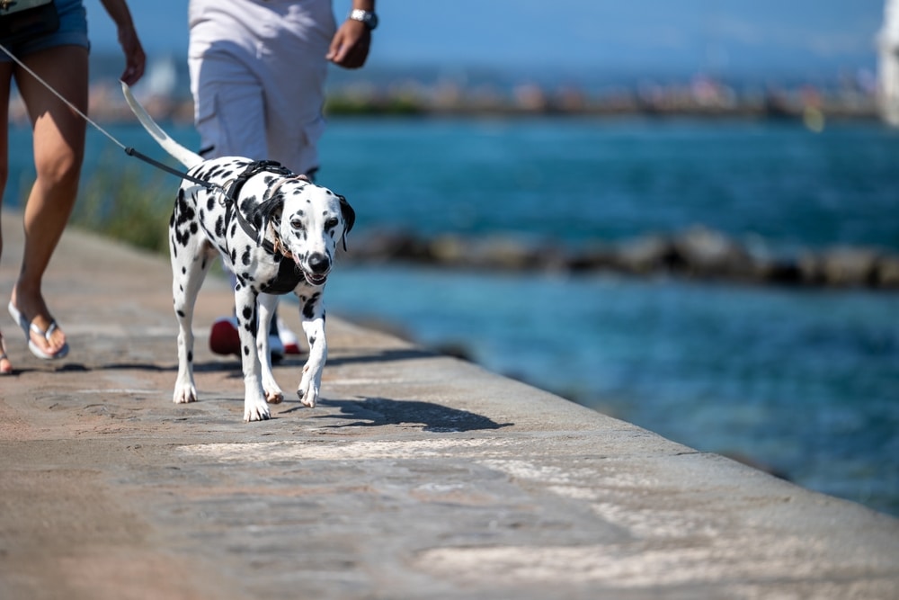 Pet-Friendly Hotels in Eureka, CA 2 hotels in Eureka CA for pet-friendly lodging and the best things to do in Eureka