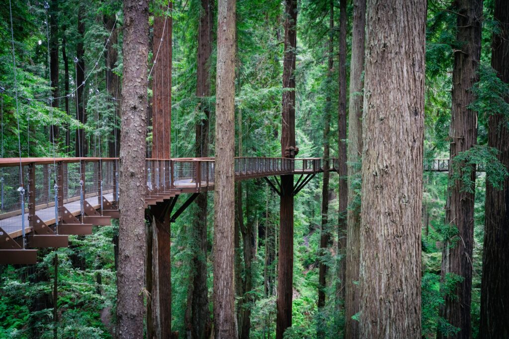Redwood Sky Walk at Sequoia Park Zoo in Eureka CA