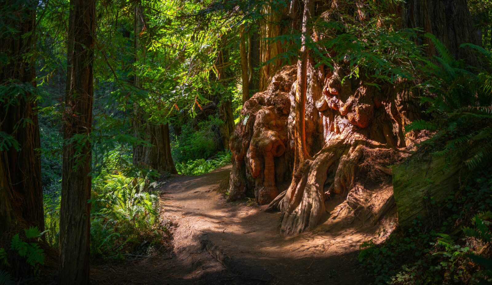 Enjoy the Redwood Sky Walk at Sequoia Park Zoo 2 Redwood Burl on the footpath in Redwoods State and National Park