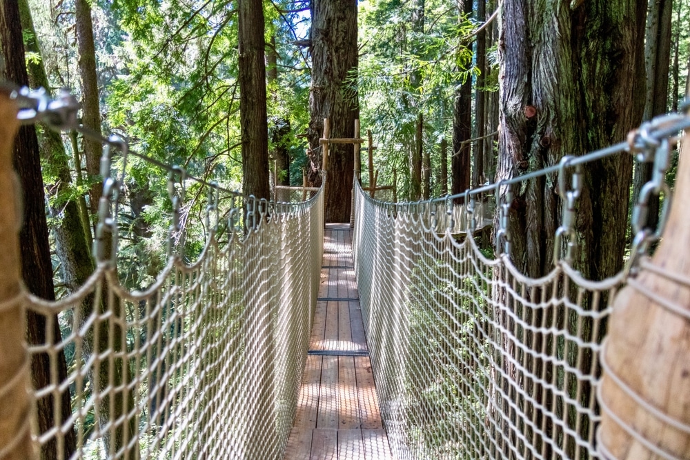 Enjoy the Redwood Sky Walk at Sequoia Park Zoo 1 The Redwood Sky Walk at Sequoia Park Zoo.