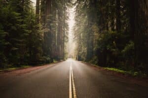 Welcome 37 The Redwood Highway cuts through Redwood forest in Humboldt County, CA.