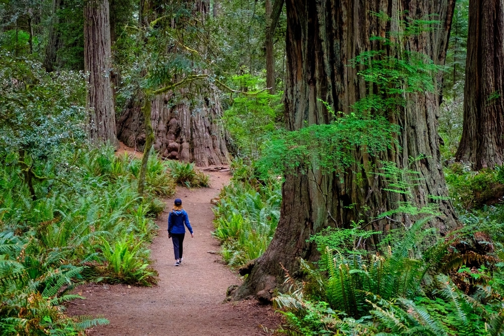 A women hikes along trail through the giant redwoods at Humboldt Redwoods State Park.