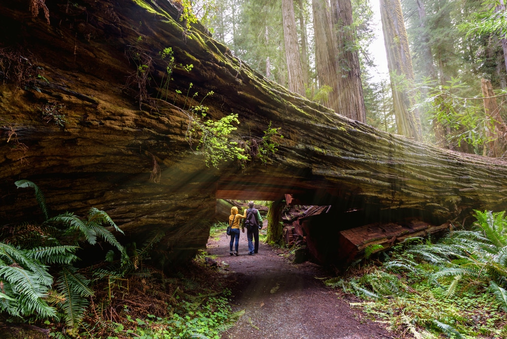 The Best Time to Visit Redwood National Park 1 Hikers walk under fallen redwood at Redwoods National Park. As a four season destination, the best time to visit Redwood National Park is when dependent on your interests!