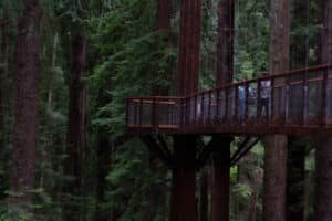 The Redwood Skywalk is included in your admission to the Sequoia Park Zoo.