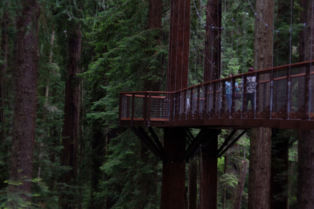 The Redwood Skywalk is included in your admission to the Sequoia Park Zoo.