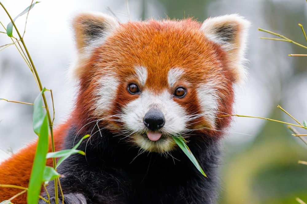 Red Panda at the Sequoia Park Zoo