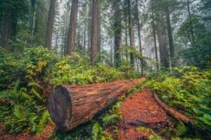 Welcome 10 Wondering when the best time to visit Redwood National Park is? It's a fuur-season destination. Enjoy the hiking trails any time of year with mild coastal temperatures.