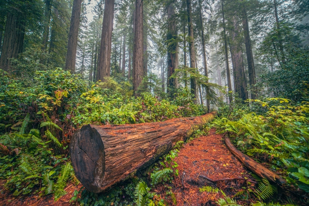 The Best Time to Visit Redwood National Park 4 Wondering when the best time to visit Redwood National Park is? It's a fuur-season destination. Enjoy the hiking trails any time of year with mild coastal temperatures.