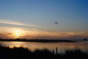 Welcome 12 Sunset on the Arcata Marsh near Eureka, bird flys away.