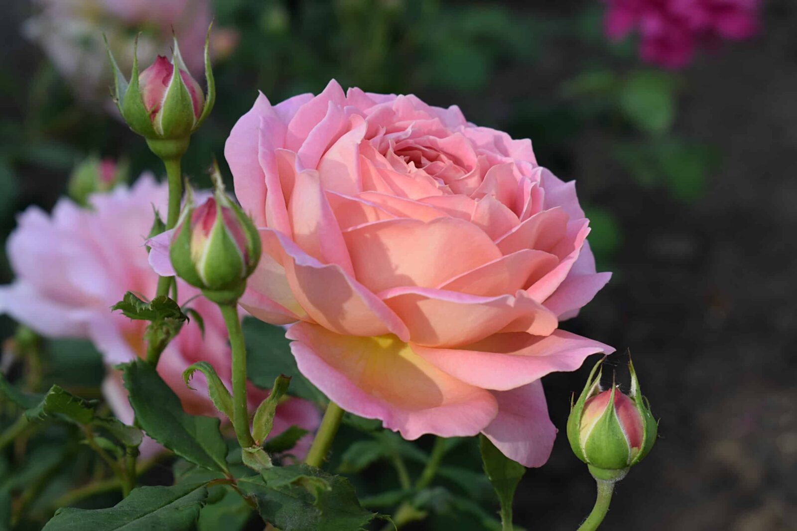 Pink Roses at Humboldt Botanical Garden 